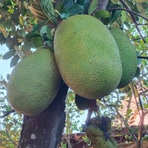 Jack Fruit /(Artocarpus heterophyllus)