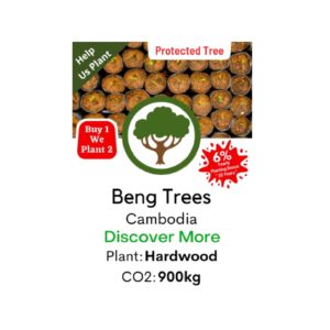 Beng Tree  ”Afzelia Xylocarpa”