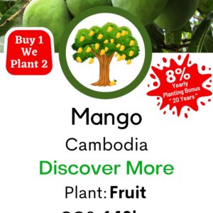 Mango Tree  ”Mangifera indica”