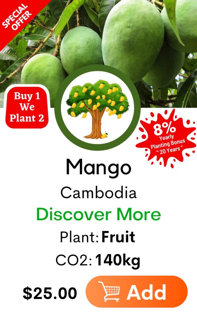 Mango Tree ”Mangifera indica” Planting Direct