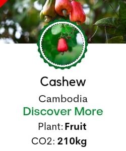 Cashew Tree/Anacardium occidentale