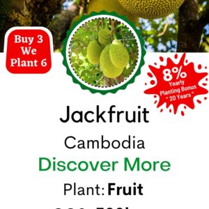 Jack Fruit /(Artocarpus heterophyllus)