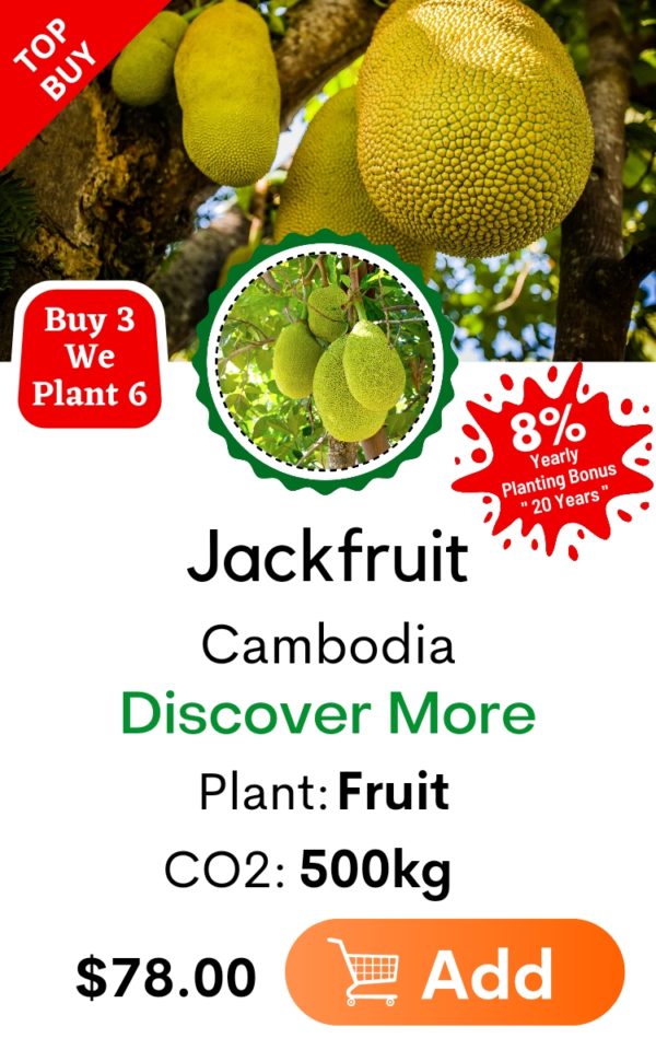 Jack Fruit