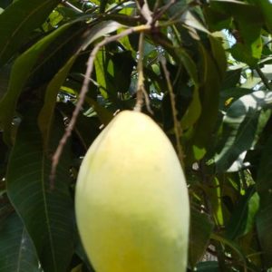 Mango Tree  ”Mangifera indica”