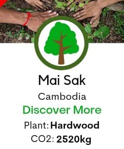 Mai Sak Tree /Tectona grandis L.f.