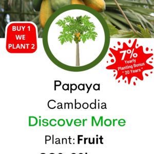 Papaya,(Carica papaya)