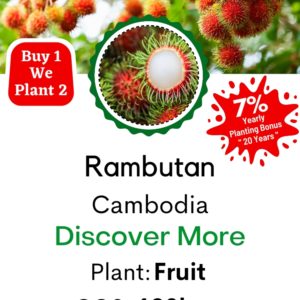 Rambutan Tree /Nephelium Lappaceum