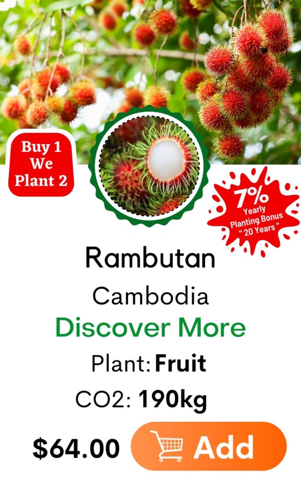 Rambutan Main