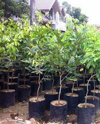 Rambutan Tree /Nephelium Lappaceum