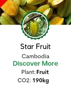 Star Fruit /Averrhoa Carambola
