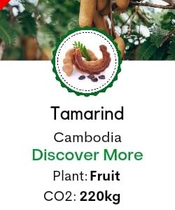 Tamarind  (Tamarindus Indica)