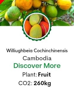 Kuy or  Kui “Willughbeia cochinchinensis” 